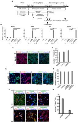 A defined method for differentiating human iPSCs into midbrain dopaminergic progenitors that safely restore motor deficits in Parkinson’s disease